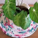 Hot Pad, Trivet, Plant, Can..
