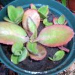 Succulent - Kalanchoe Walde..