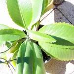 Succulent - Kalanchoe Walde..