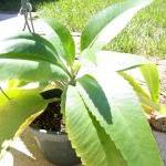 Succulent - Kalanchoe Walde..