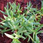 Ice Plant - Ground Cover - ..