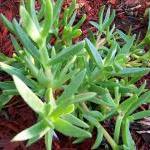 Ice Plant - Ground Cover - ..