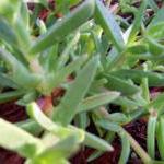 Ice Plant - Ground Cover - ..