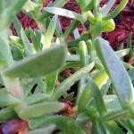 Ice Plant - Ground Cover - ..