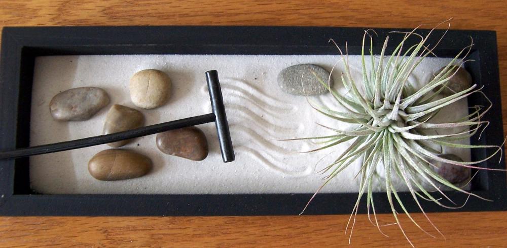 Tillandsia - SALE - 3 dollars off - Zen Garden with Tillandsia