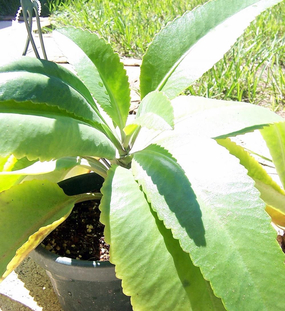 Succulent - Kalanchoe Waldeimii baby plant