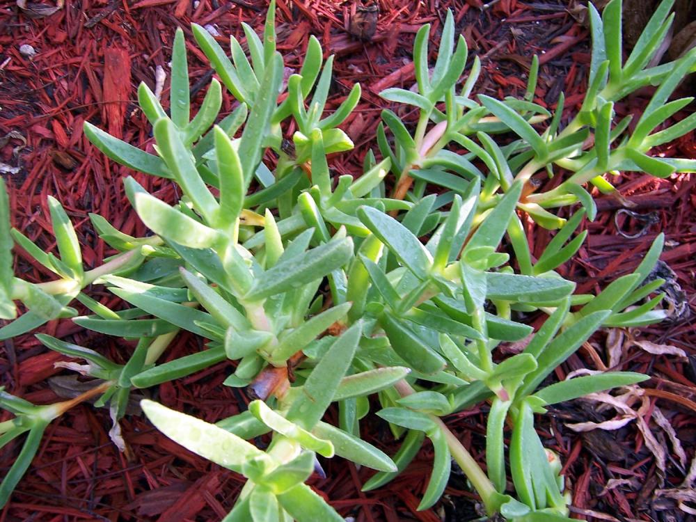 Ice Plant - Ground Cover - Purple Flowers - Succulent - Cutting