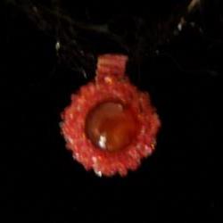 1/2 Price Sale - Carnelian Pendant