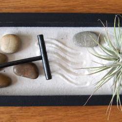 Tillandsia - SALE - 3 dollars off - Zen Garden with Tillandsia