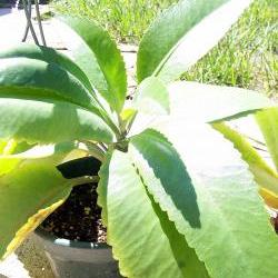 Succulent - Kalanchoe Waldeimii baby plant