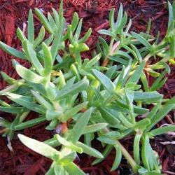 Ice Plant - Ground Cover - Purple Flowers - Succulent - Cutting