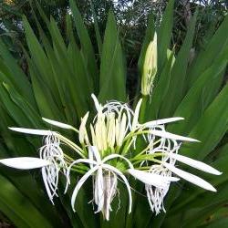 St. John's Lilly - Grand Crinum Asiaticum - 2 sprouted corms
