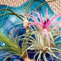 Three Tillandsia Plants - Different Varieties