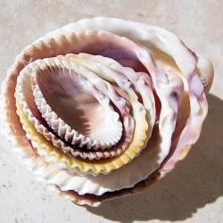 Nested Shells