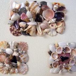 Sea Shells Kitchen Magnets with Sharks Teeth - Set of Three