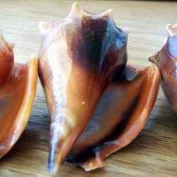 Three Florida Fighting Conch Shells